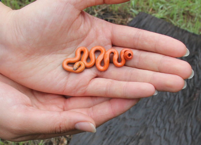 Pacific Ringneck Snake